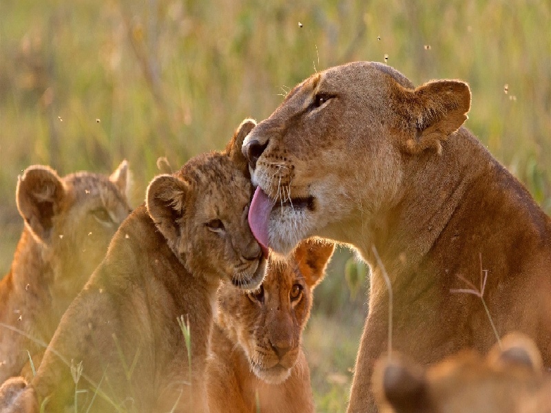 天津无良试管机构排名（试管移植后坐凳子）
